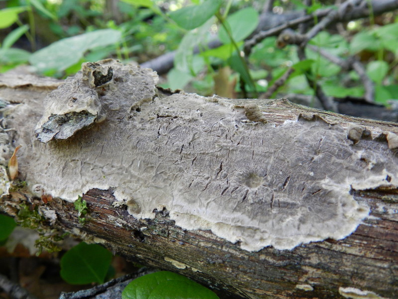 Primo del 1 maggio (Porostereum spadiceum)